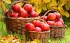 养生水果：苹果的几大禁忌—东城保健按摩馆