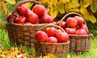 养生水果：苹果的几大禁忌—东城保健按摩馆
