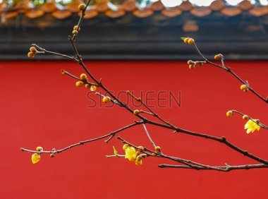 北京养生会所和家庭式养生馆比有什么优势