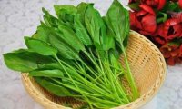 北京家庭式养生会所和大家聊聊菠菜的养生价值