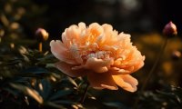北京朝阳区双井附近值得一去的家庭式养生馆